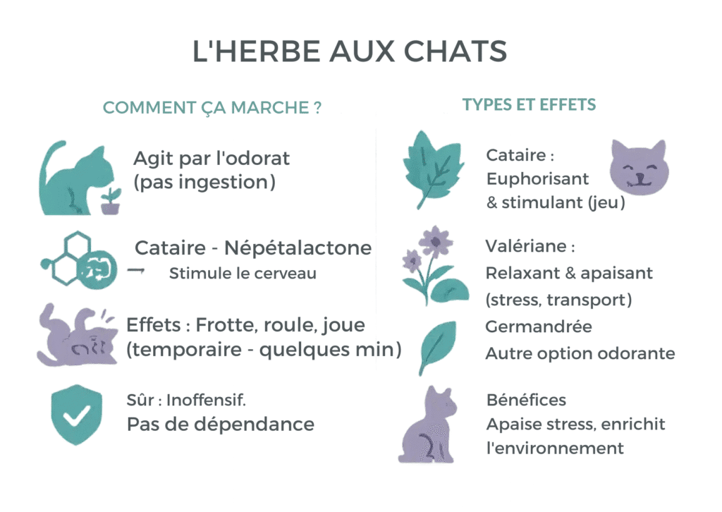 Lherbe aux chats
