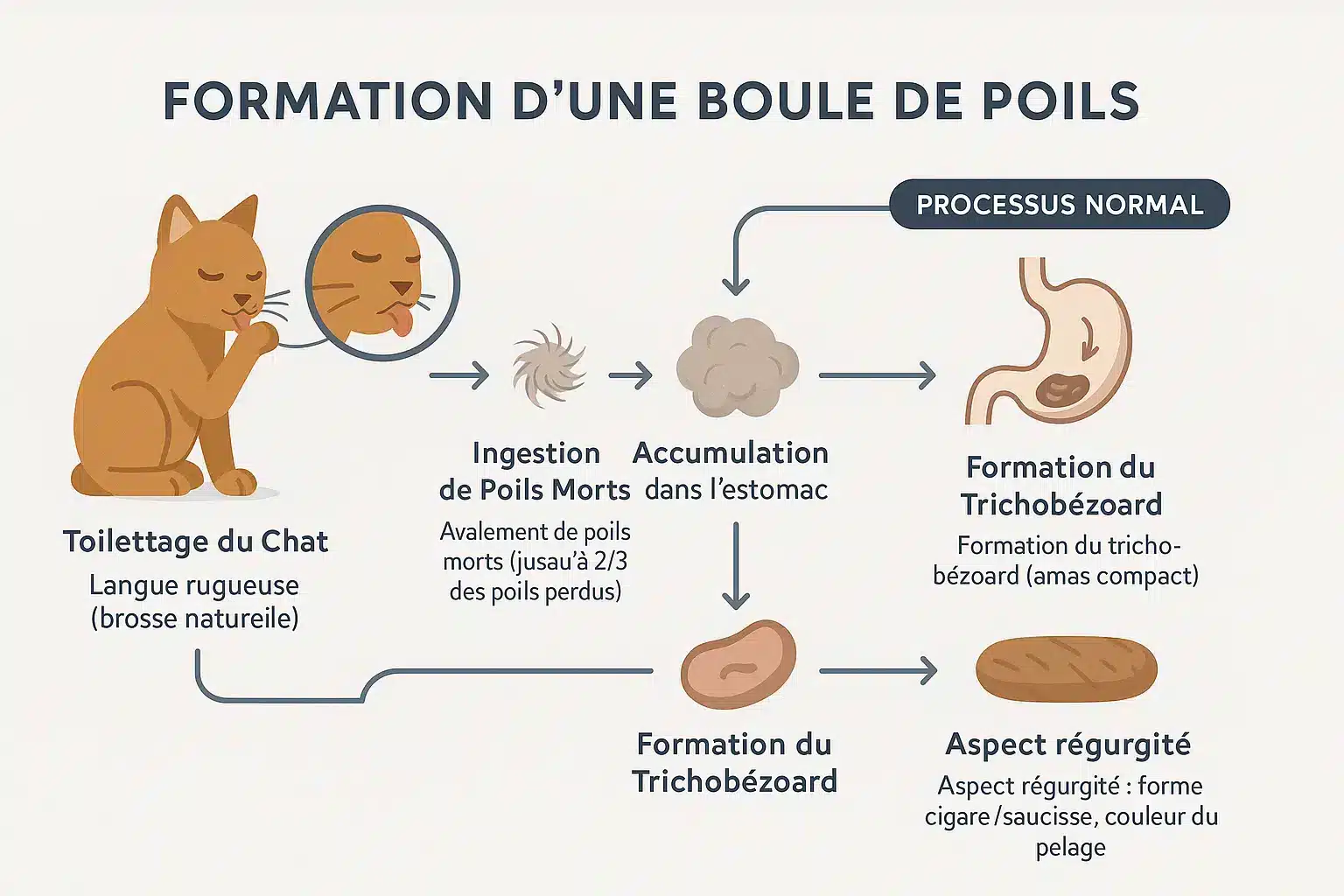 Schéma de la formation d'une boule de poil dans le système digestif du chat