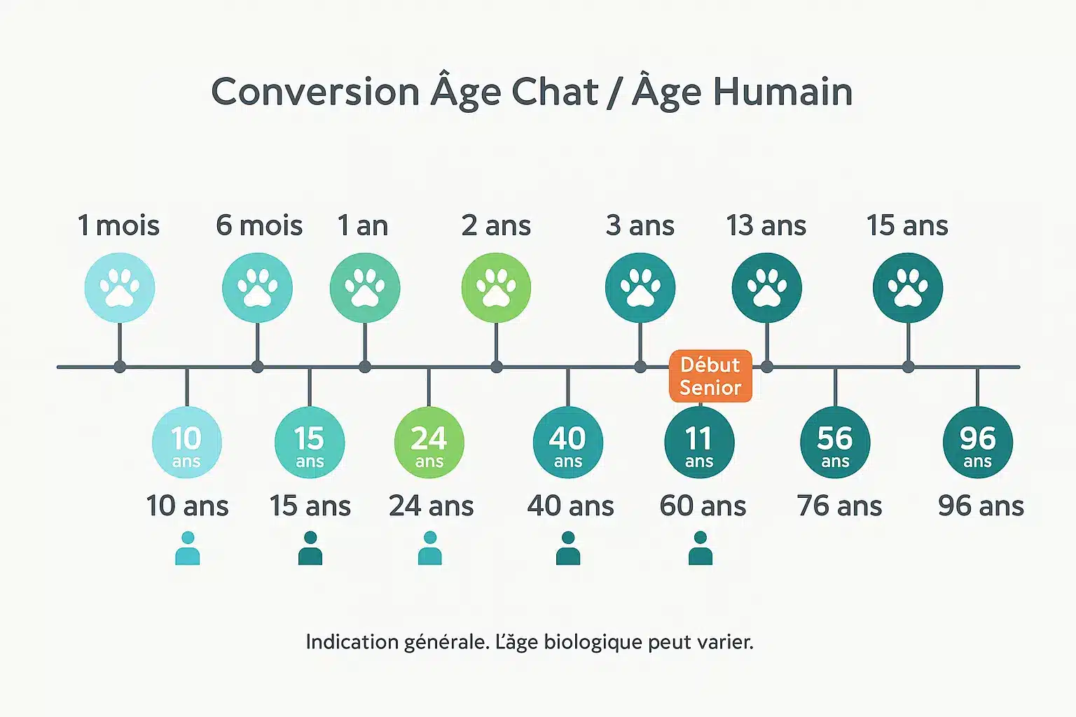 <strong>Tableau de conversion âge chat-âge humain</strong>
