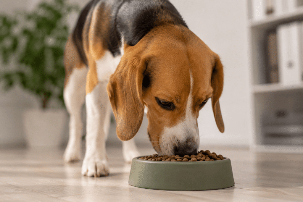 croquette pour chien