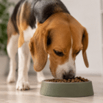 croquette pour chien
