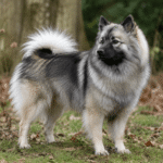 spitz loup