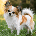 chien papillon