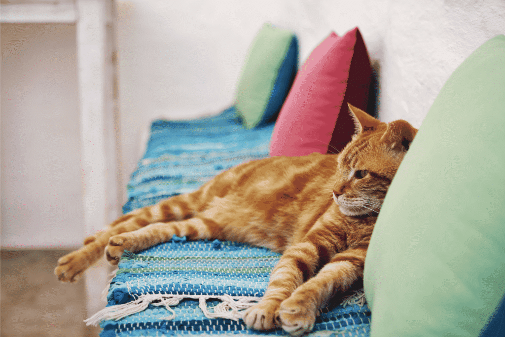 chat