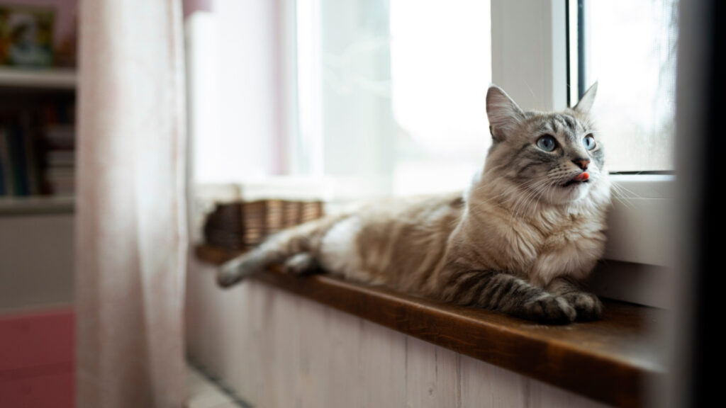 garde d'animaux