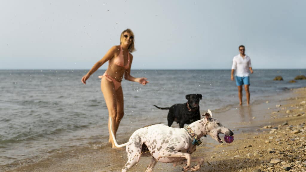 plages dog-friendly